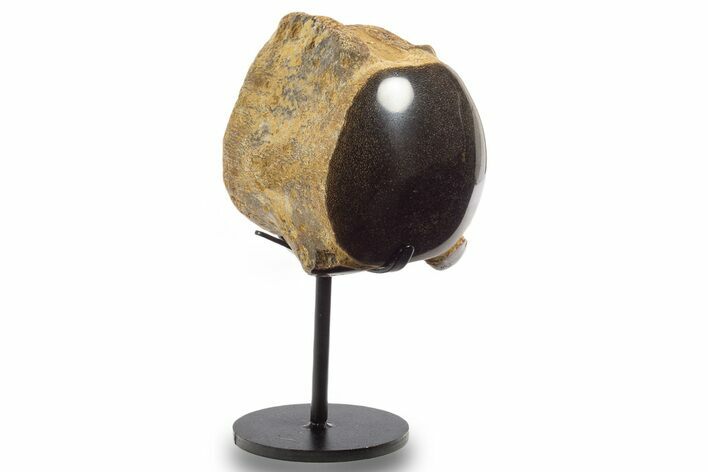 Polished Fossil Mosasaur Vertebra w/ Metal Stand - Texas #335046